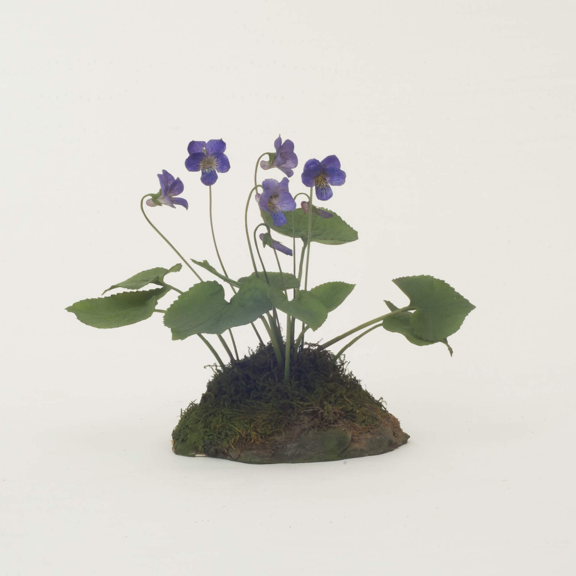 Hooded Blue Violet (Viola papilionacea)