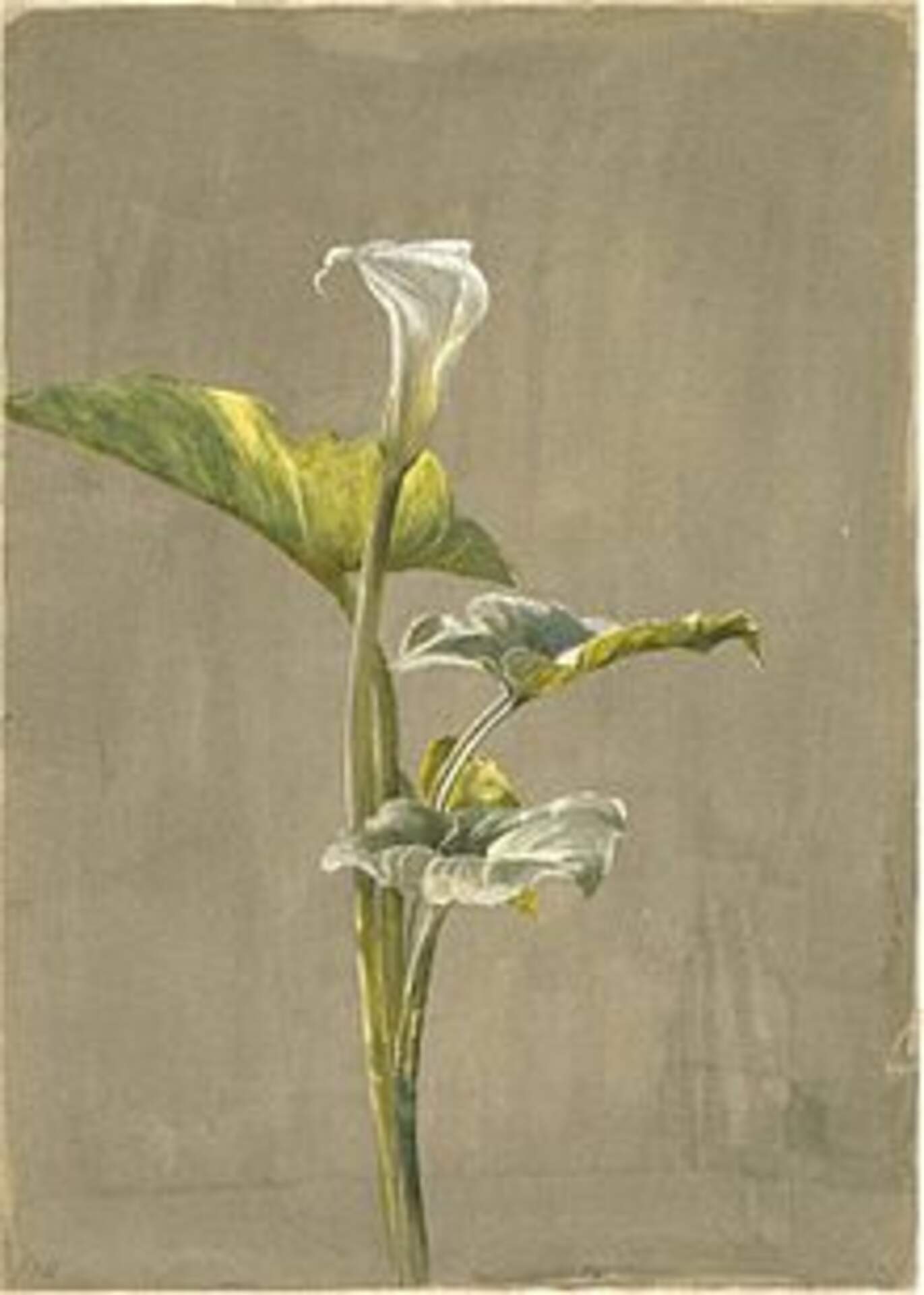 <em>Fidelia Bridges – An Inspiring Watercolorist</em> by Minna Kempf