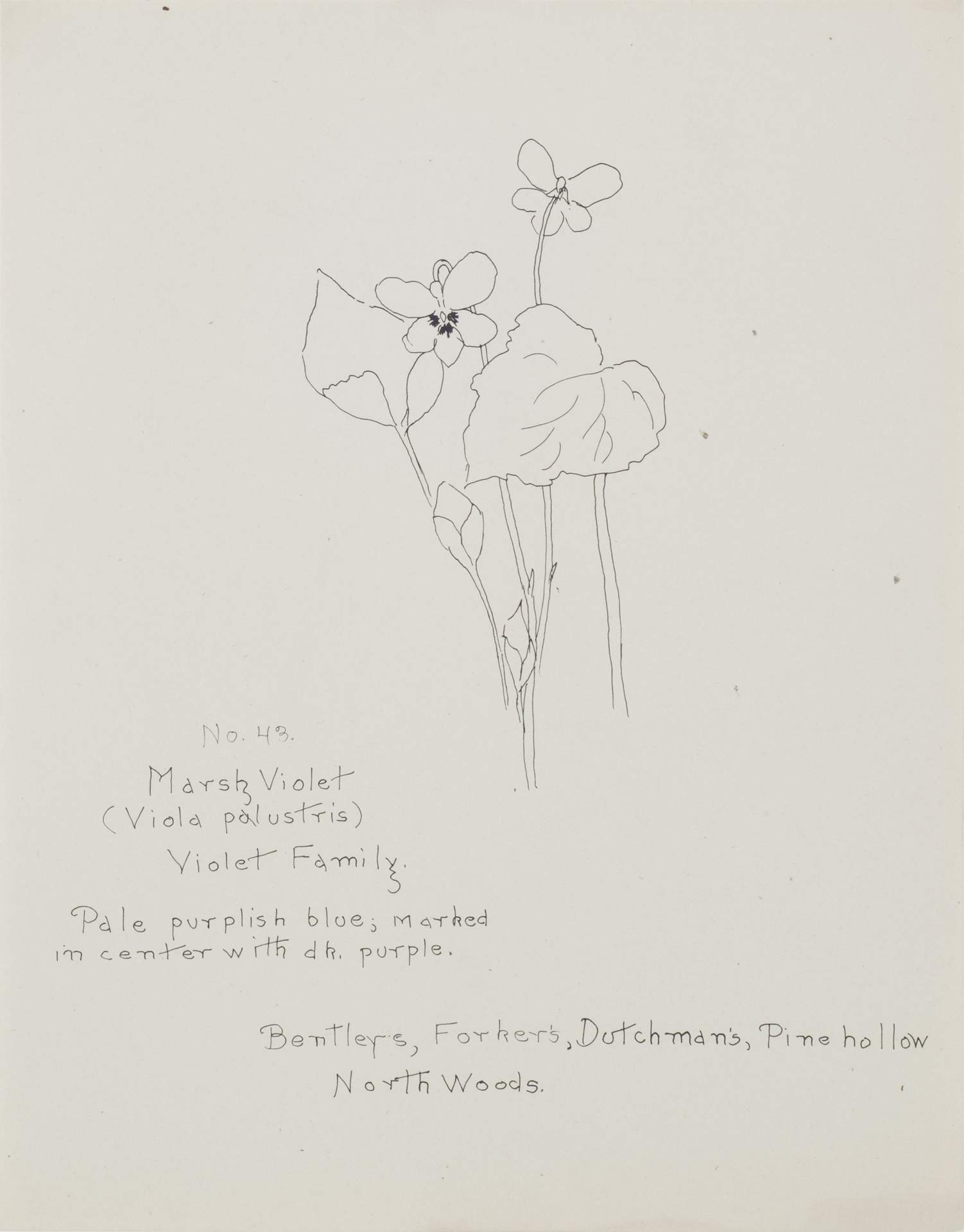 Marsh Violet (Viola Palustris)