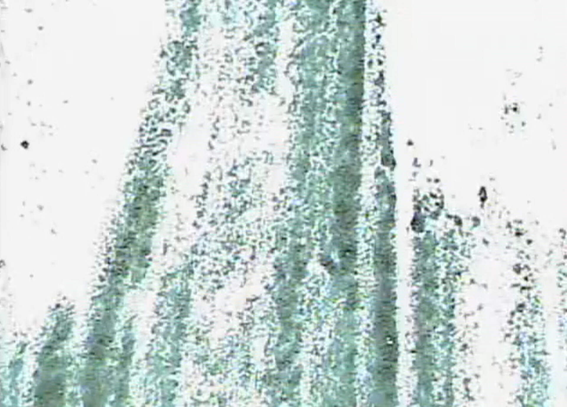 Spore Print Film Series