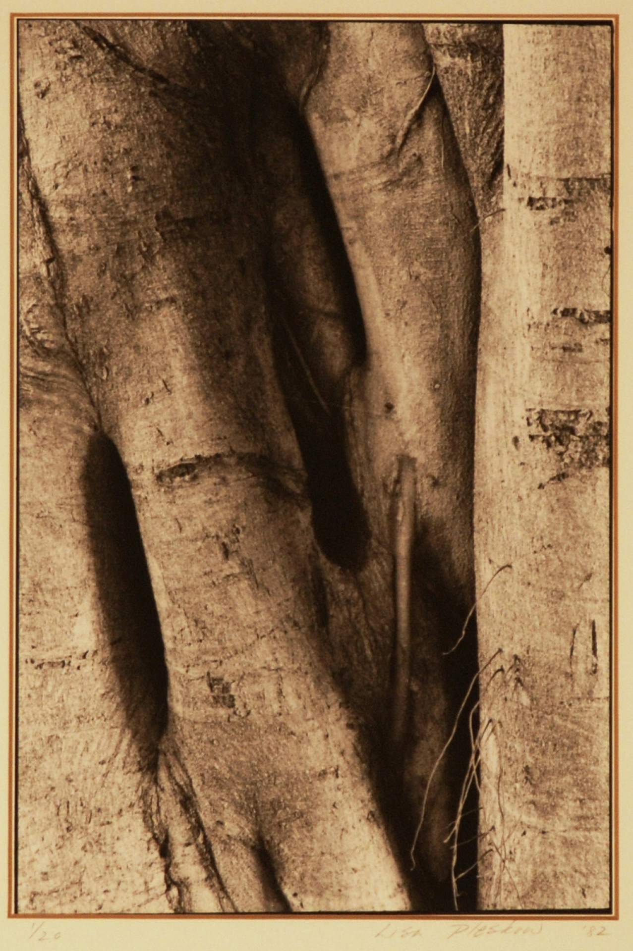 Ficus Religiosus - Herzelia Pituach [2]