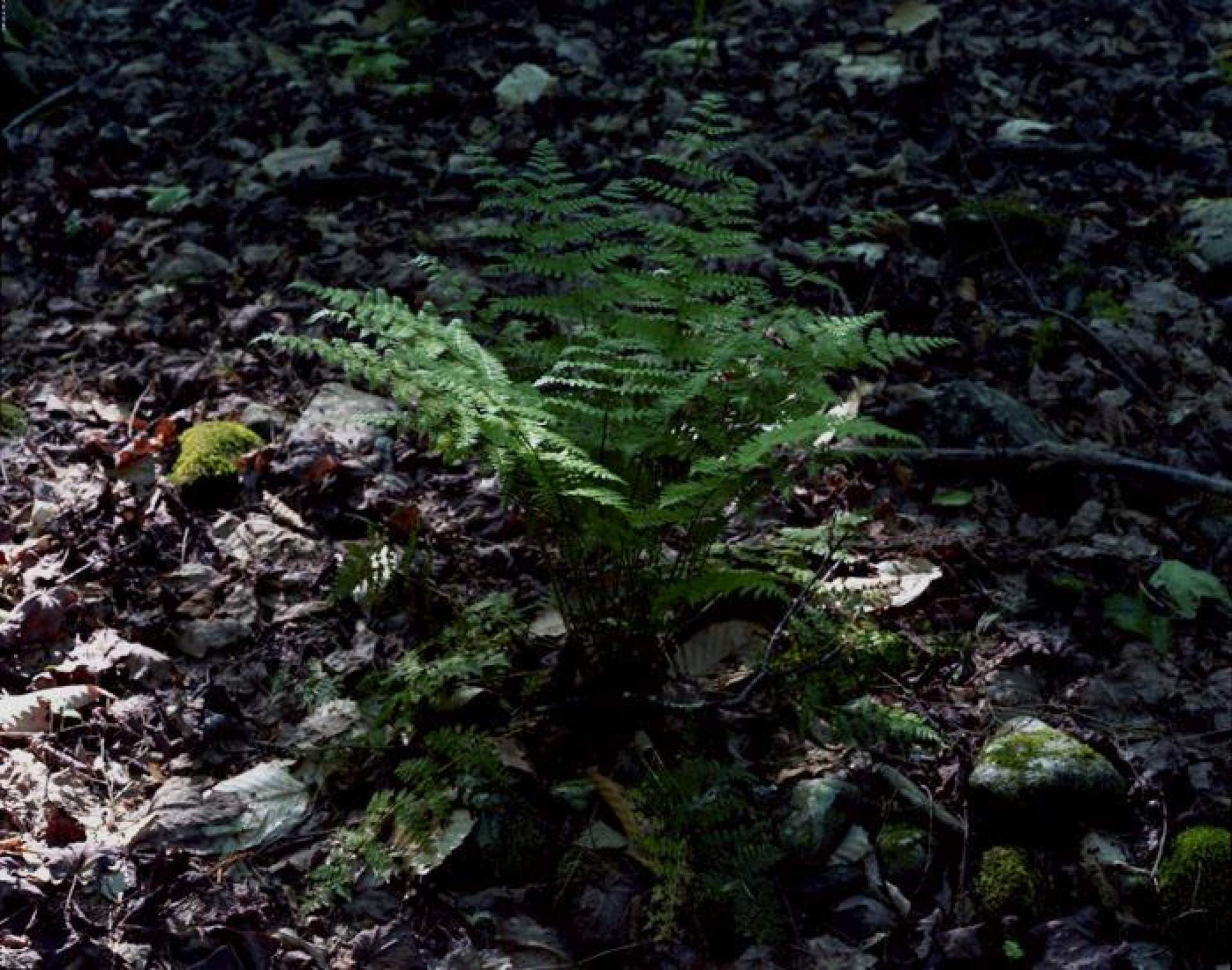 [Janelle Lynch, From the Catskill Mountains, ferns]