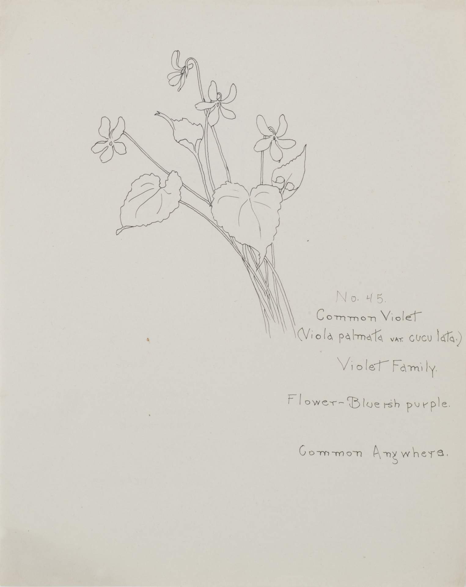 Common Violet (Viola pamata var. cuculata)