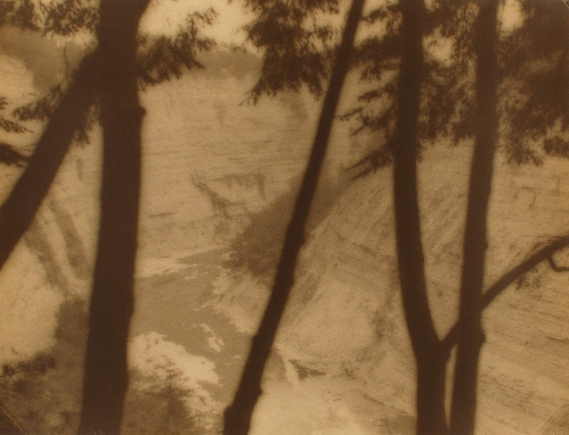 Untitled [view of canyon through trees]