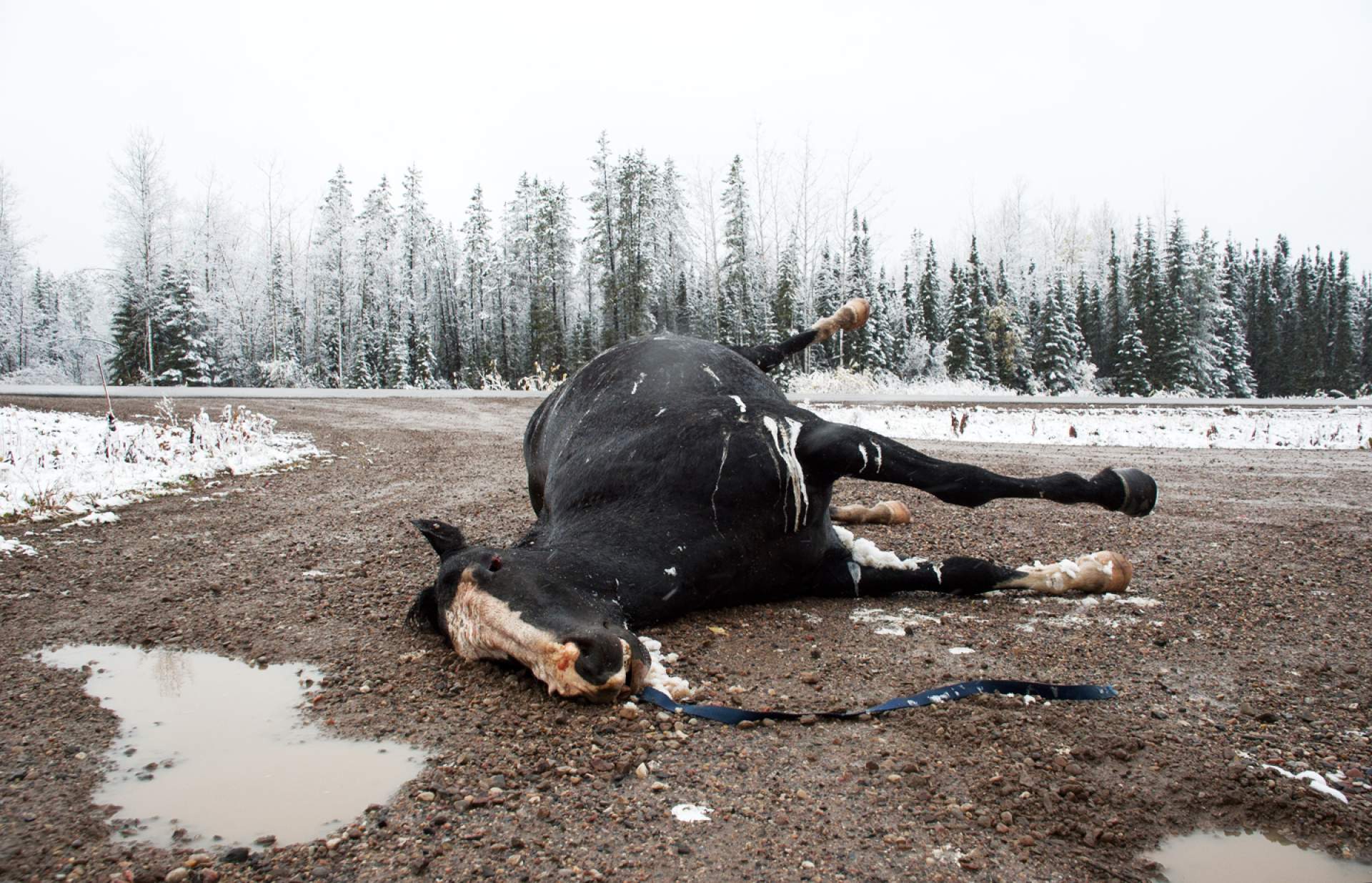 Dead Horse, Alaska Highway, Yukon
