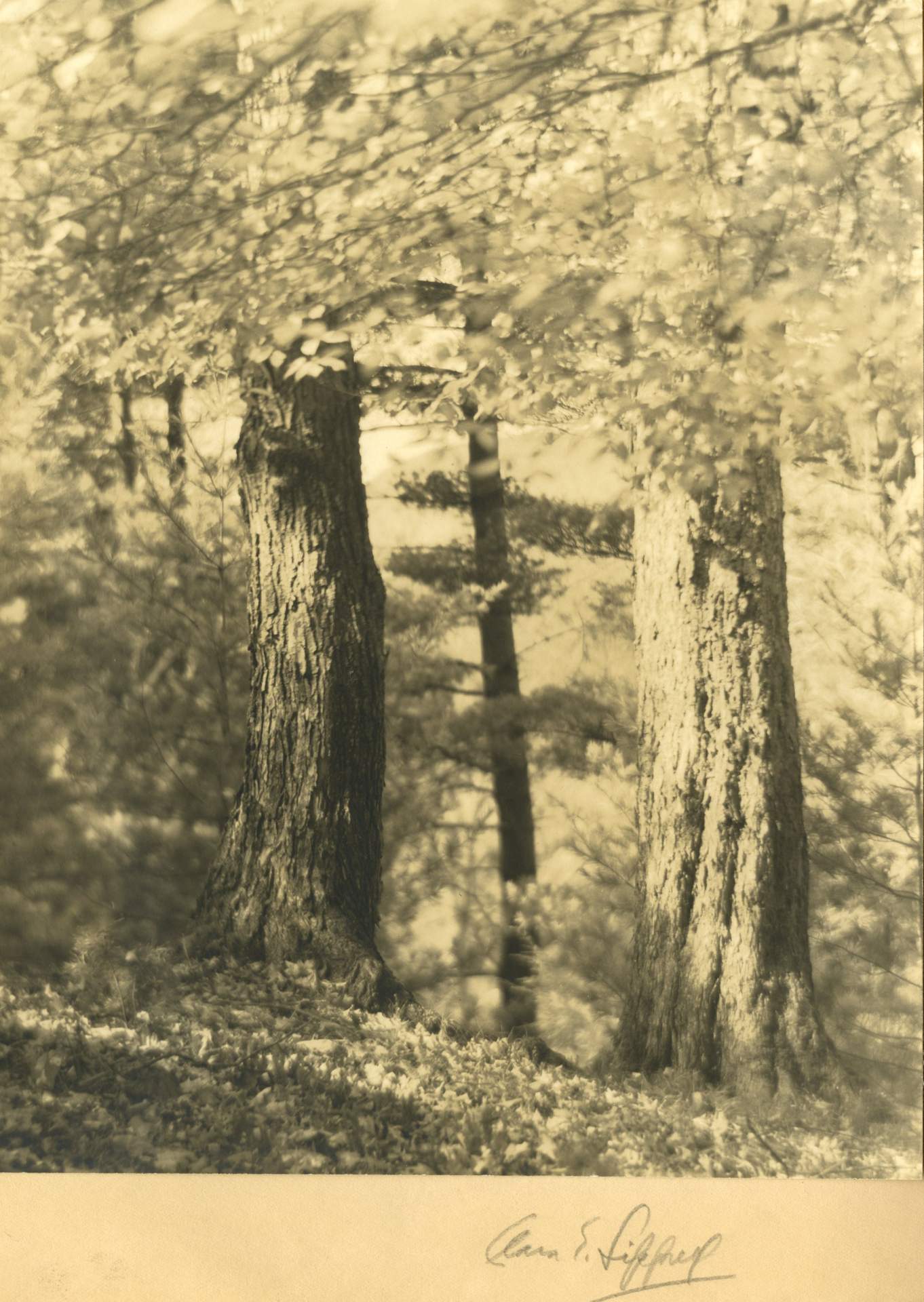 Untitled [trees in dappled sunlight]