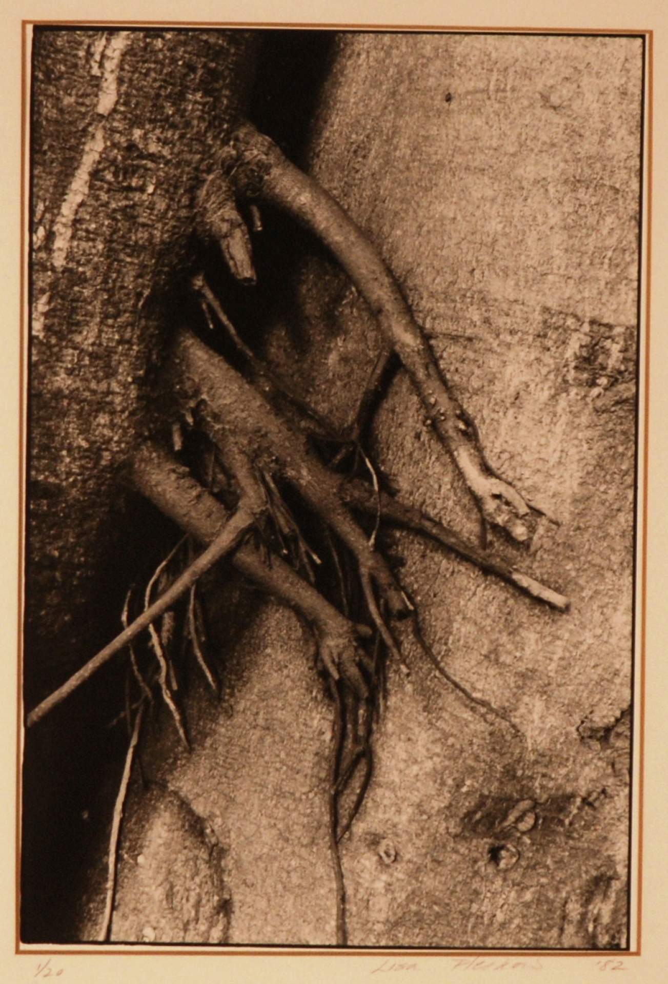 Ficus Religiosus - Herzelia Pituach [1]