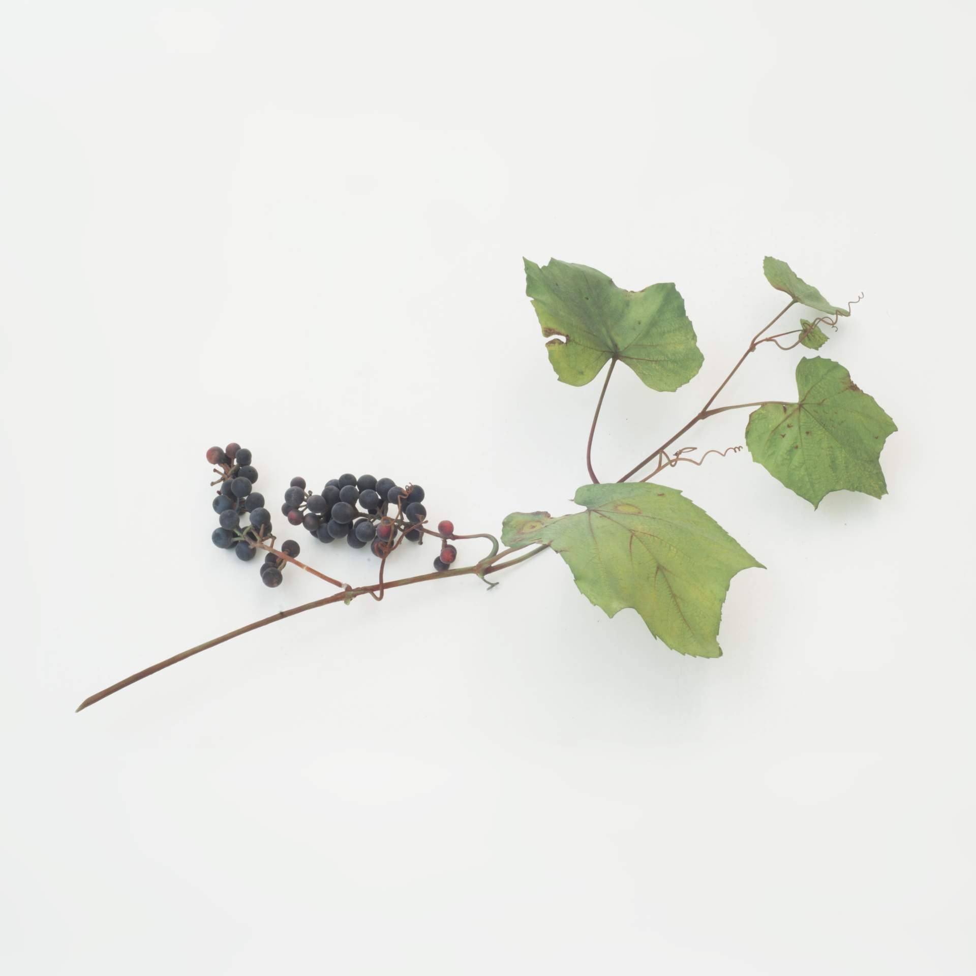 Wild Grape (Vitis sp.)