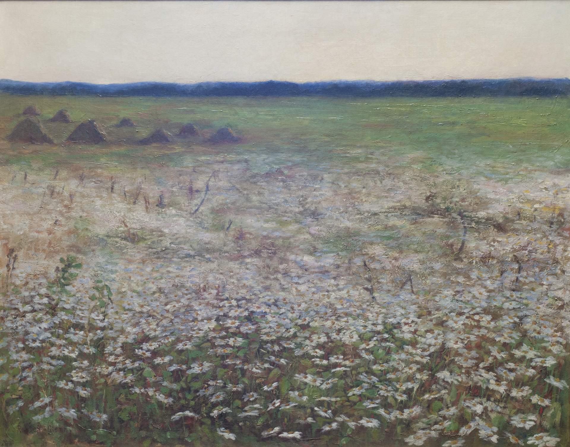 A Field of Daises