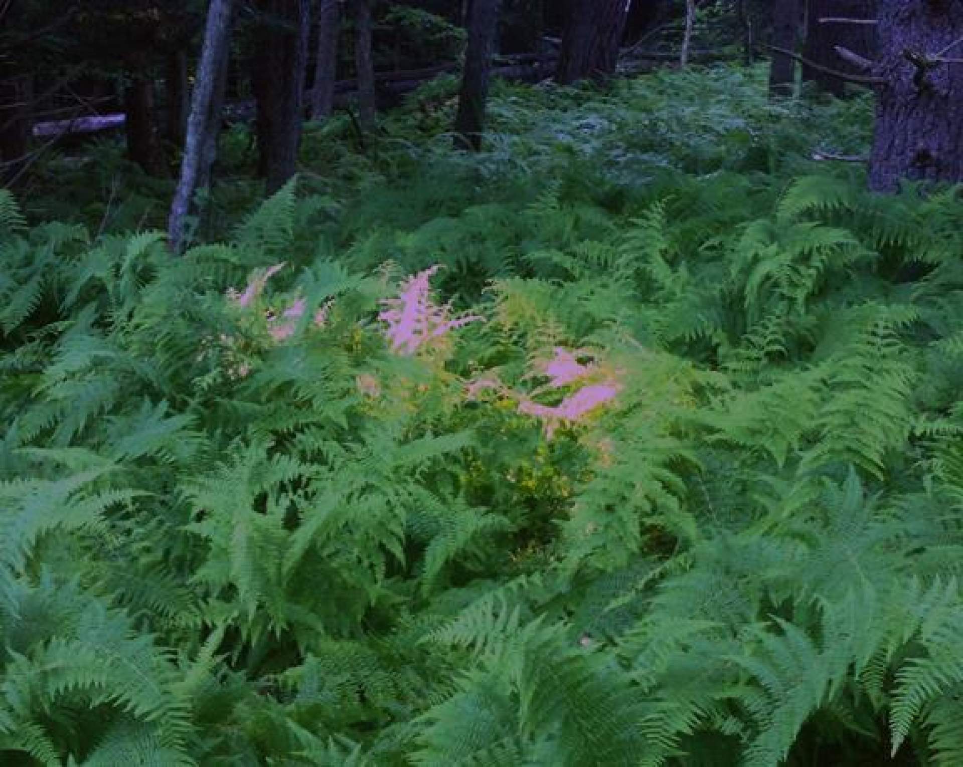[Janelle Lynch, From the Catskill Mountains, a patch of light in a bed of ferns]