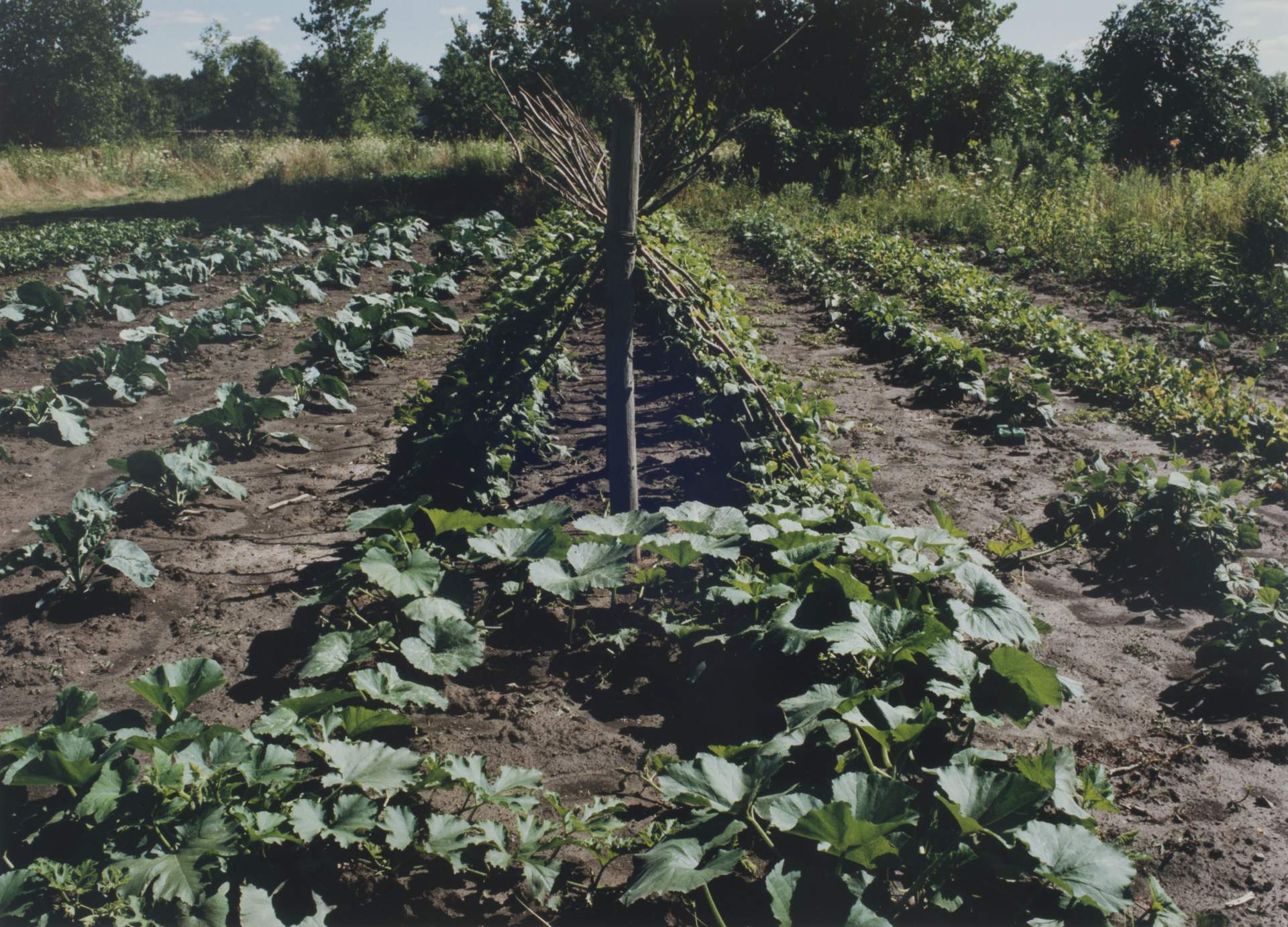 Nate Robinson’s pole beans, community vegetable garden, Niagara Falls NY