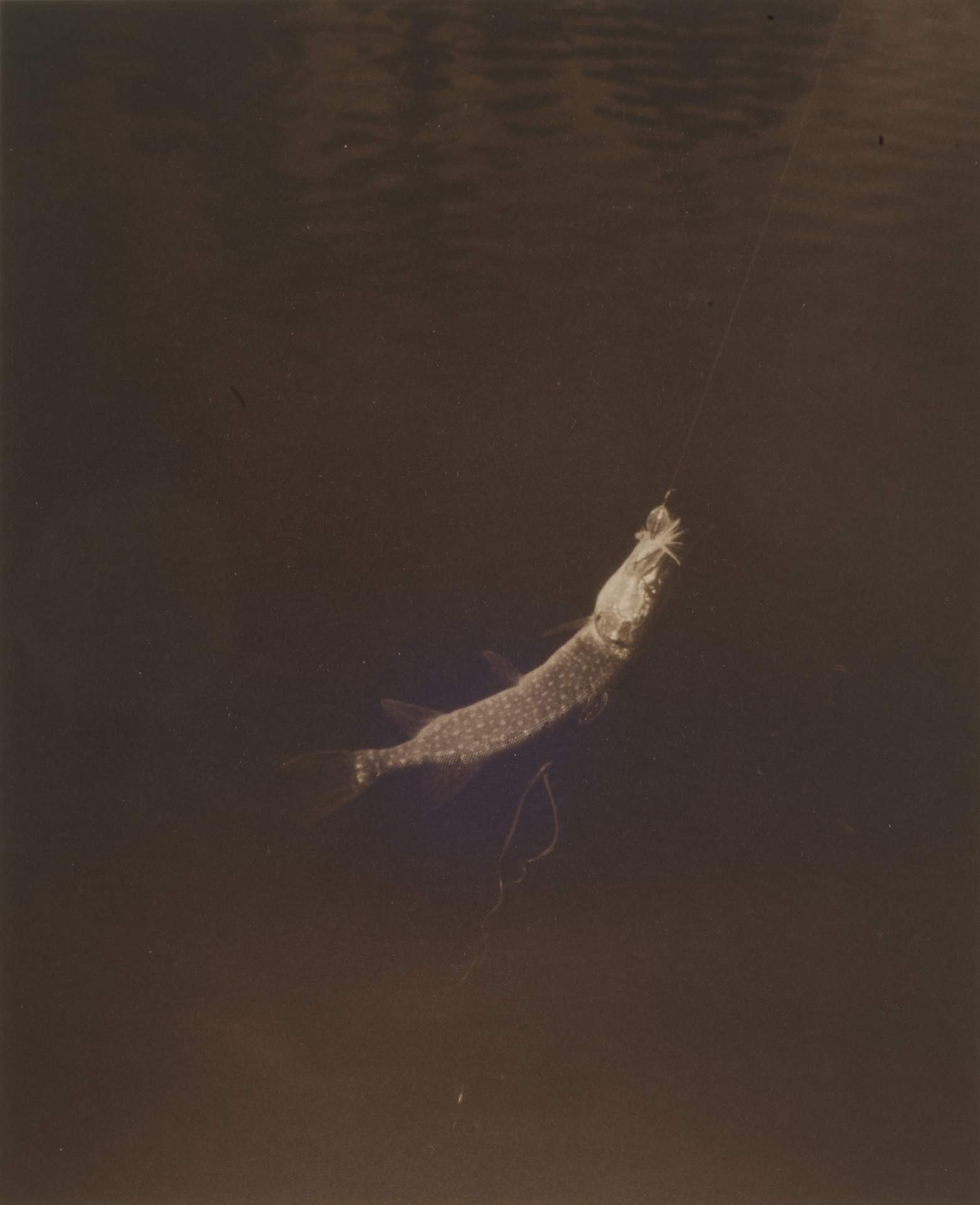 Outdoorsman/Esox Lucious Kandinsky, French River. Ont. Can.