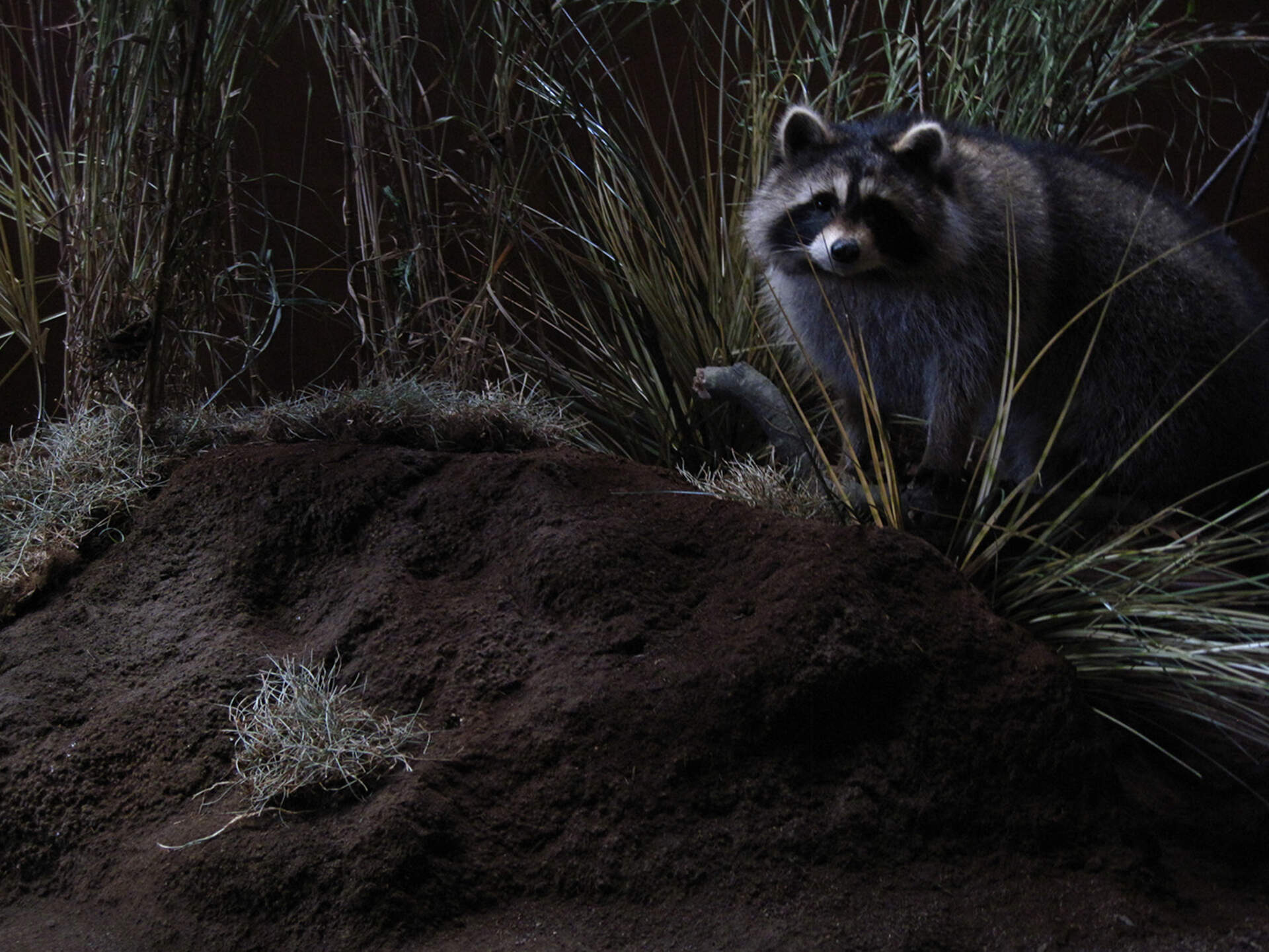 PatFarm: An Installation by Patrick Robideau