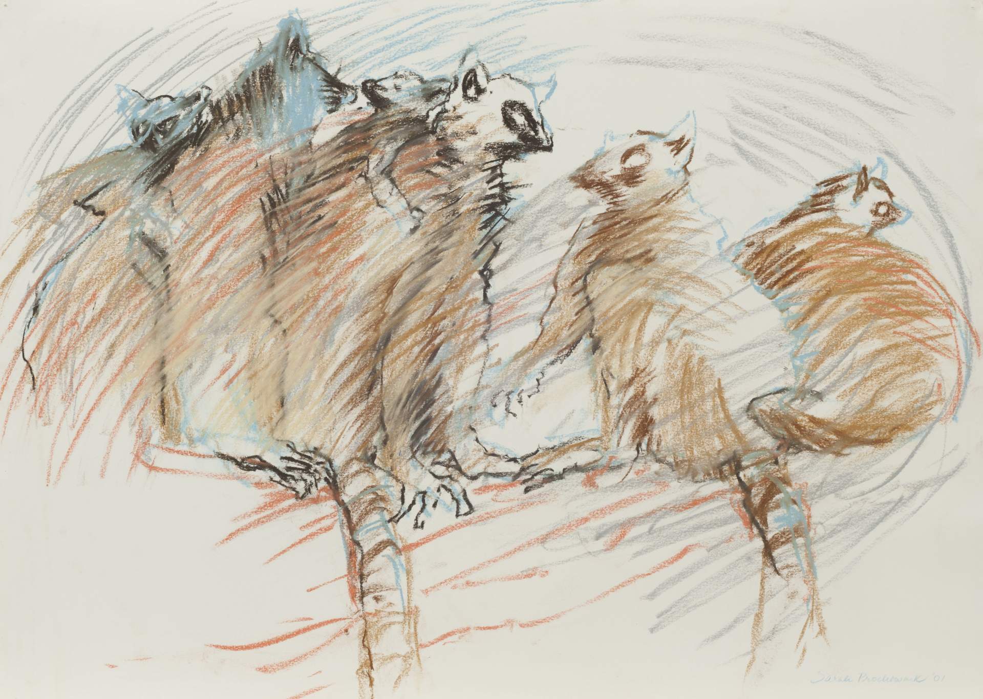 Wild Creatures: Lemurs: Nocturnal Rendezvous