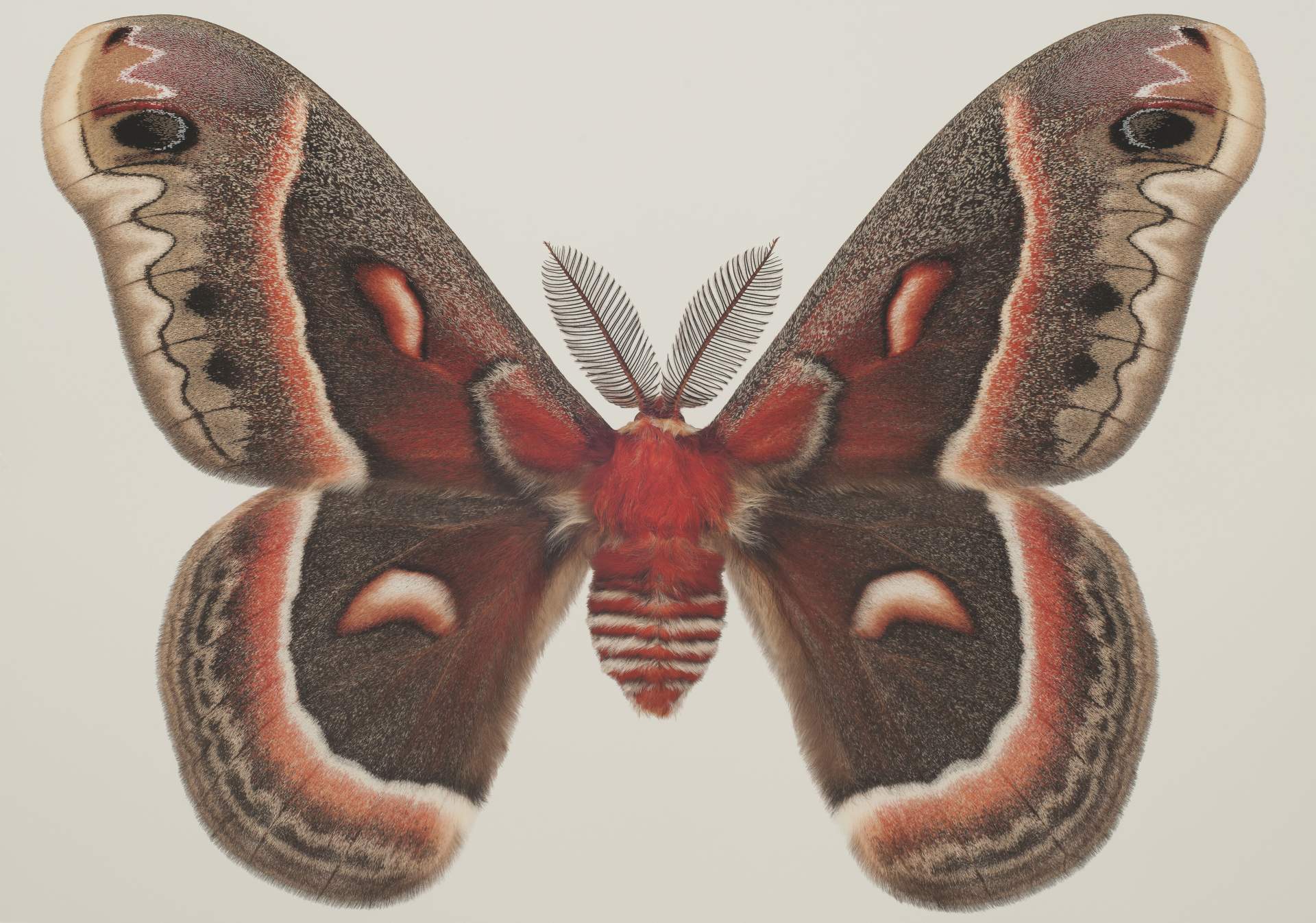 Hyalophora cecropia male