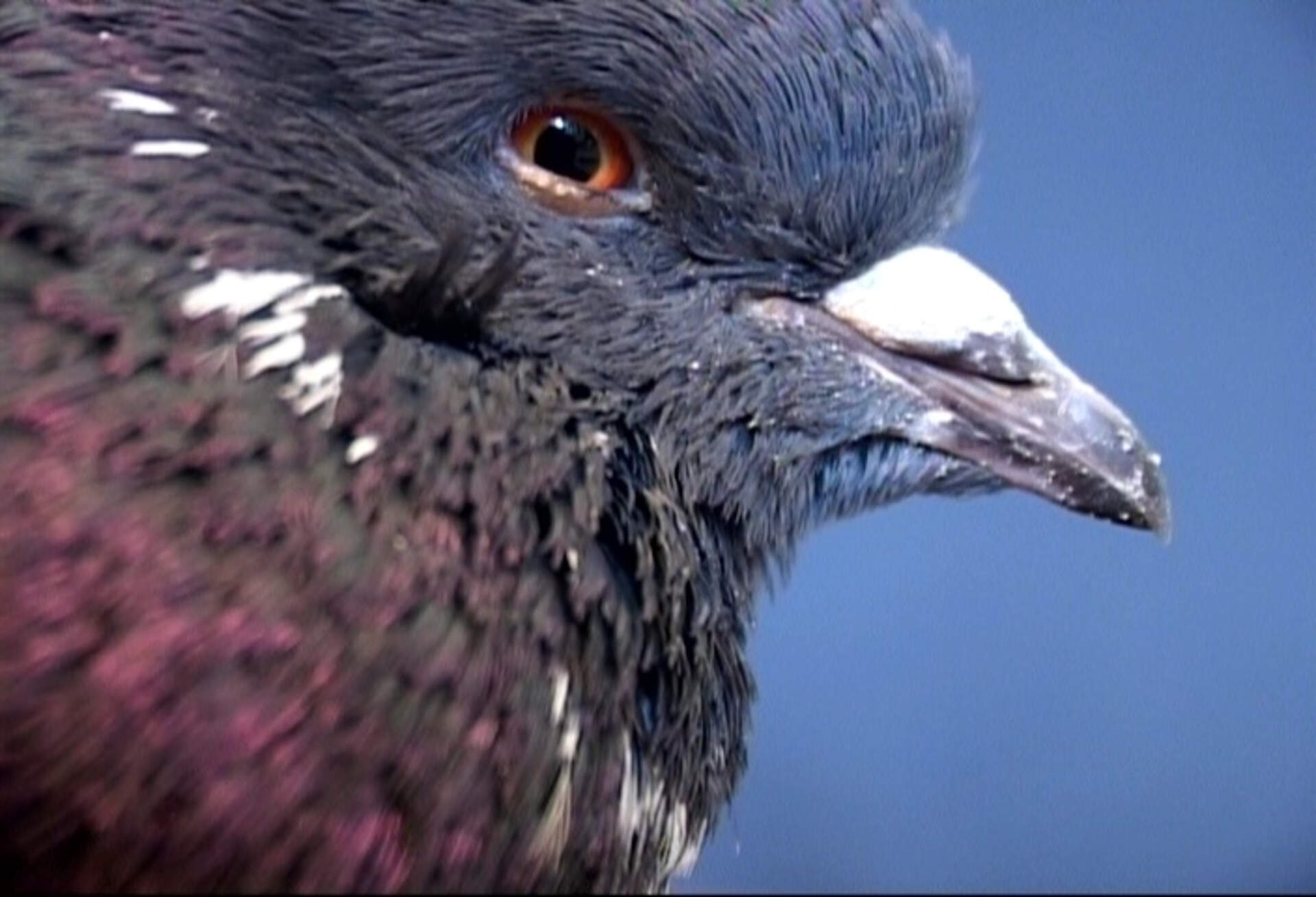 Films by Dani Leventhal