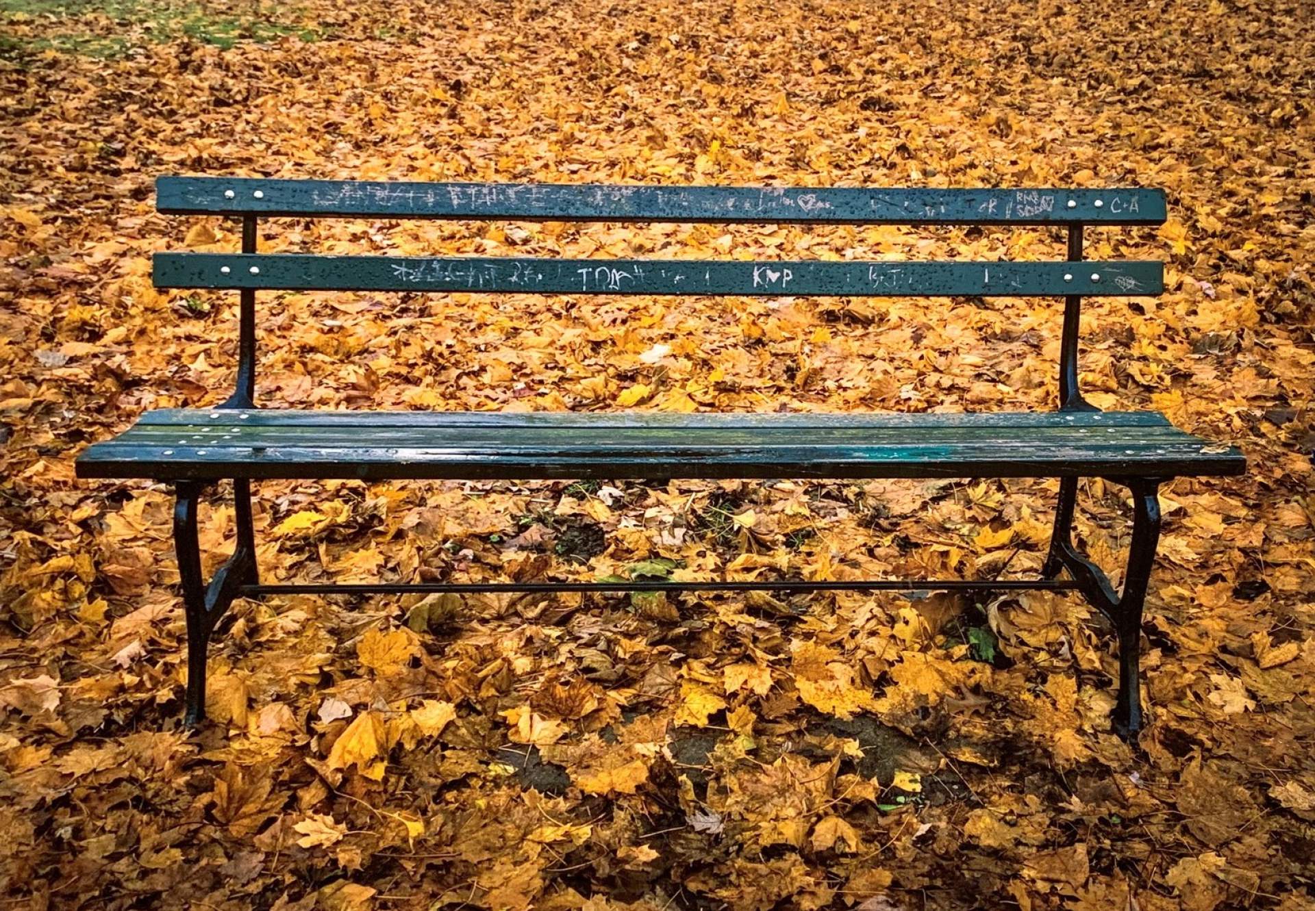 Untitled [Park bench amid leaves]