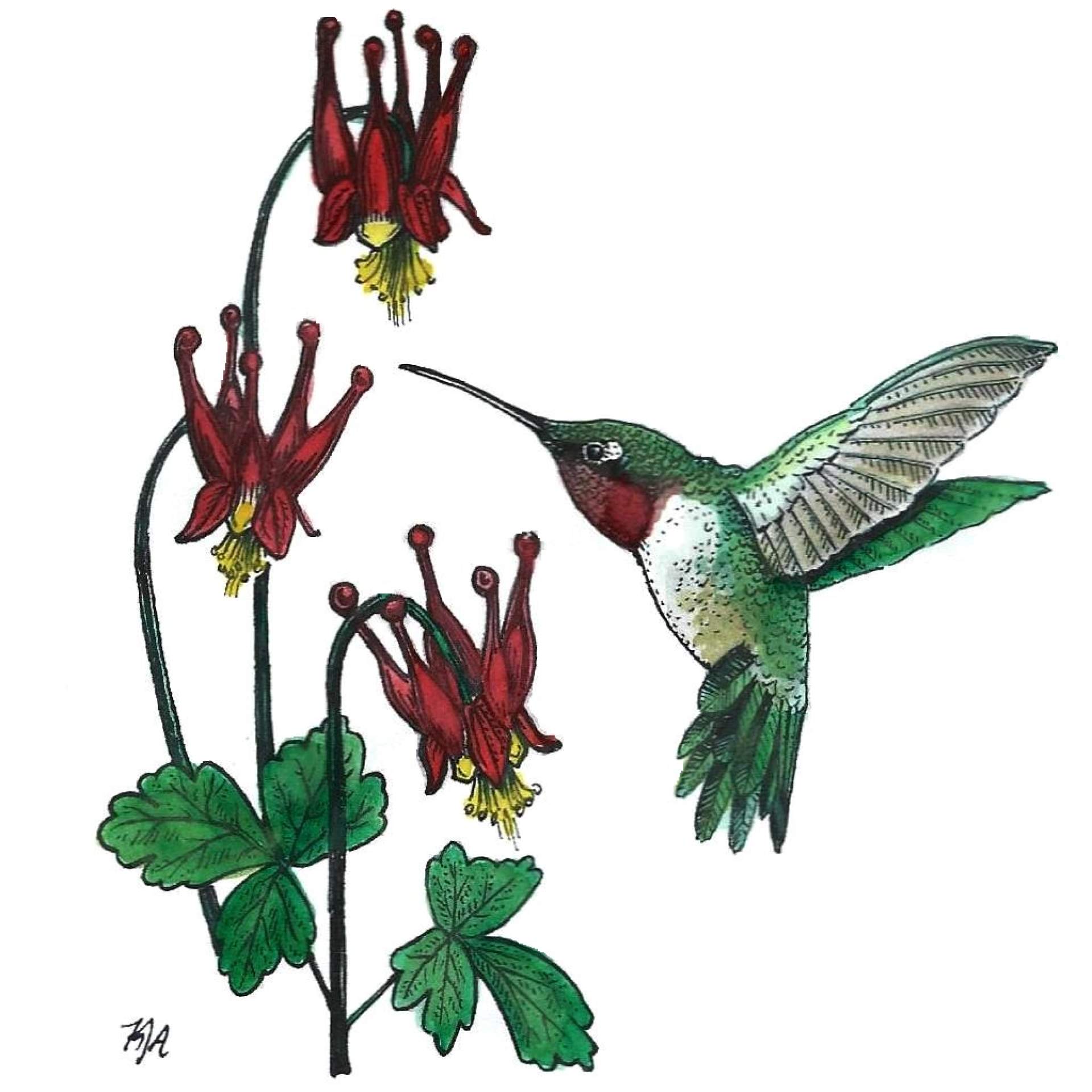 Ruby-throated Hummingbird and Columbine Color