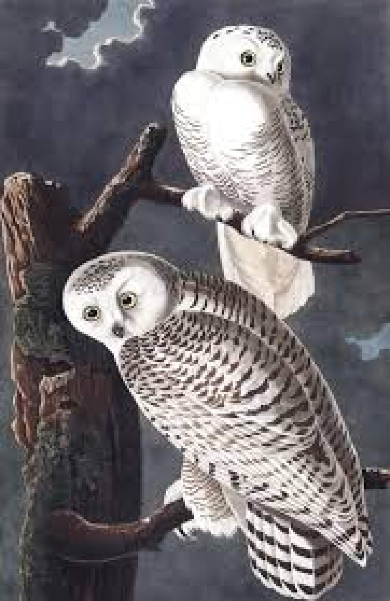 Snowy Owl from The Birds in America