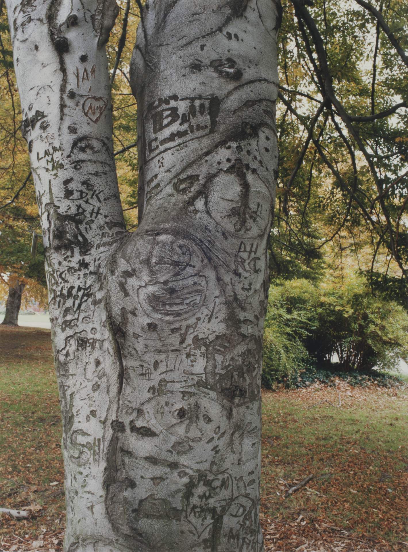 Carvings #4 beech tree, South Park, Buffalo, NY