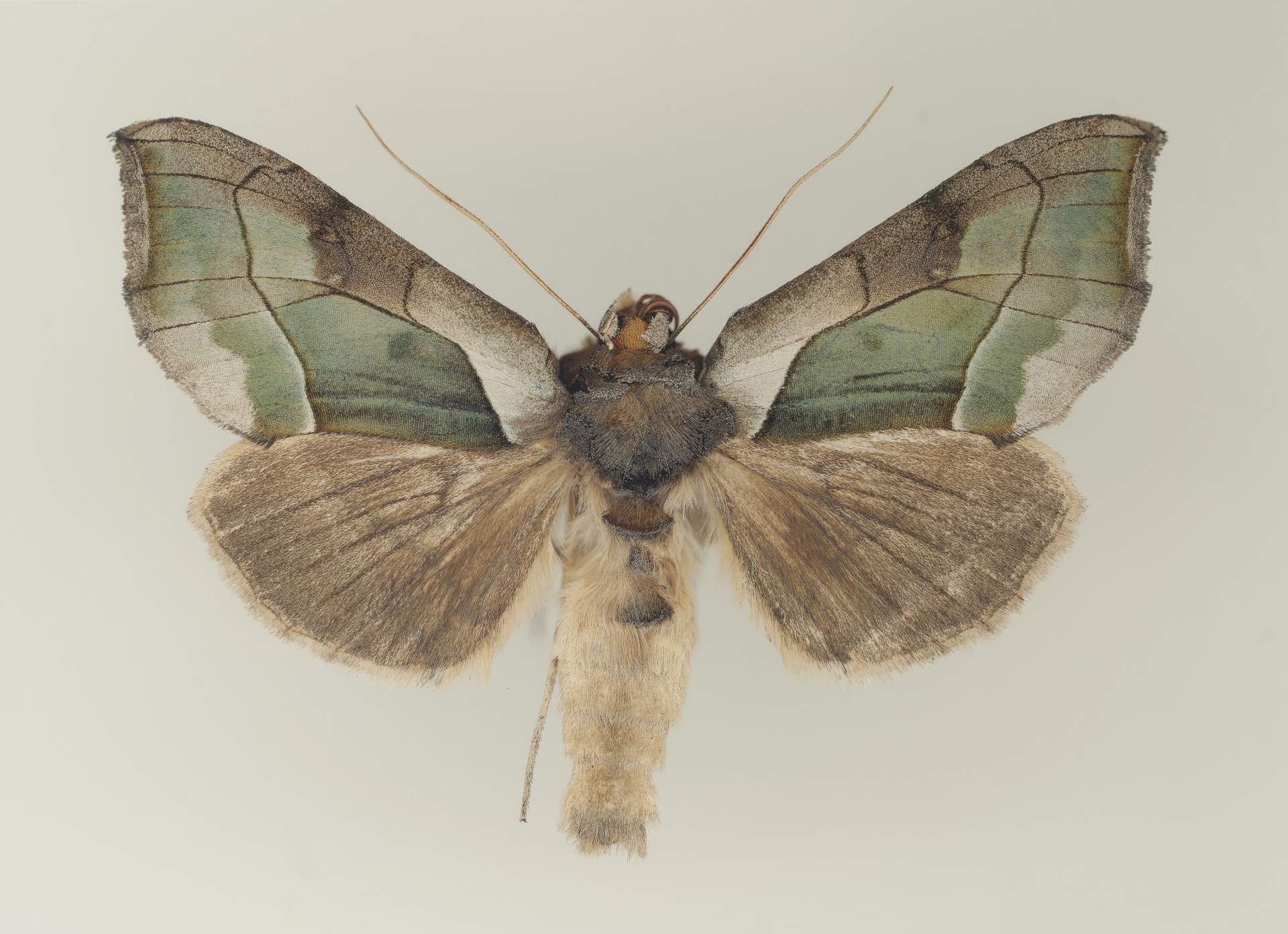 Moths of Allegany County [Diachrysia balluca]