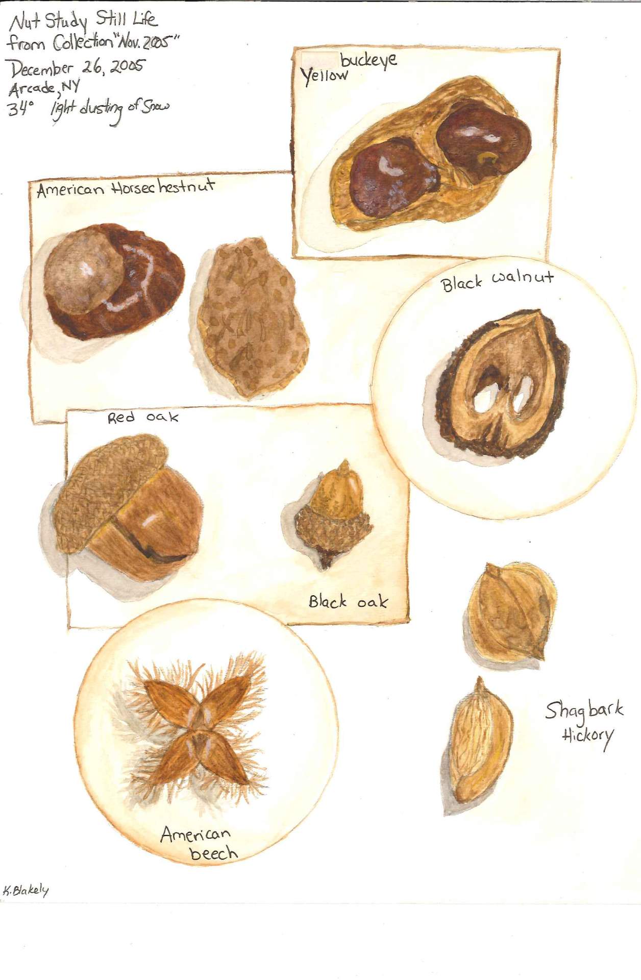 Nut Study Still Life, Nature Journal Excerpt