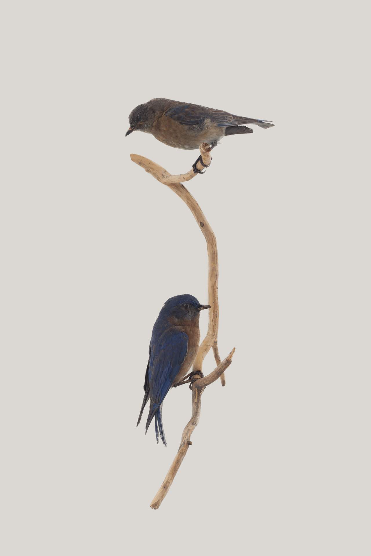 Male and Female Eastern Bluebirds (Sialia sialis)