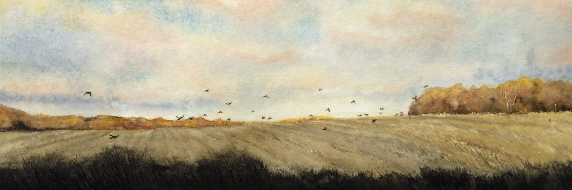 Crows in a Field