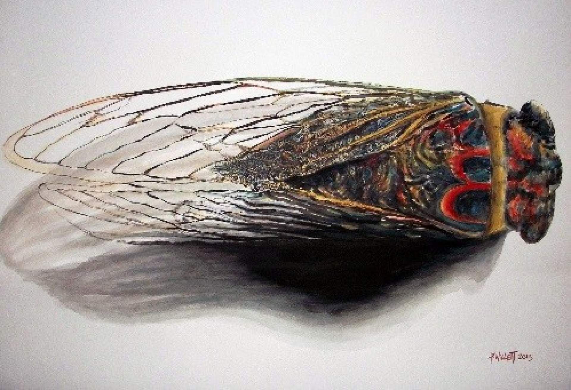 Urnes Cicada