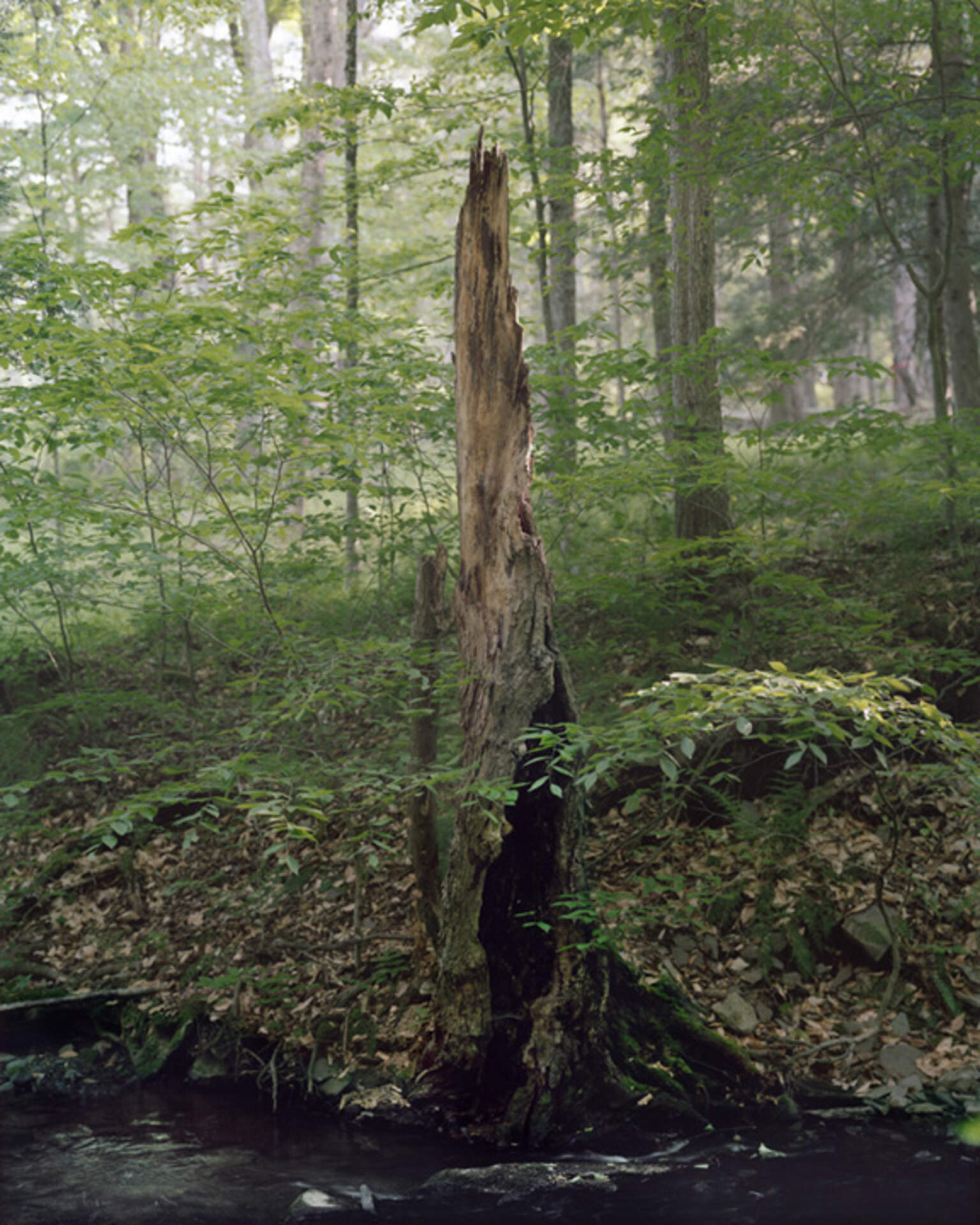 Janelle Lynch: Presence