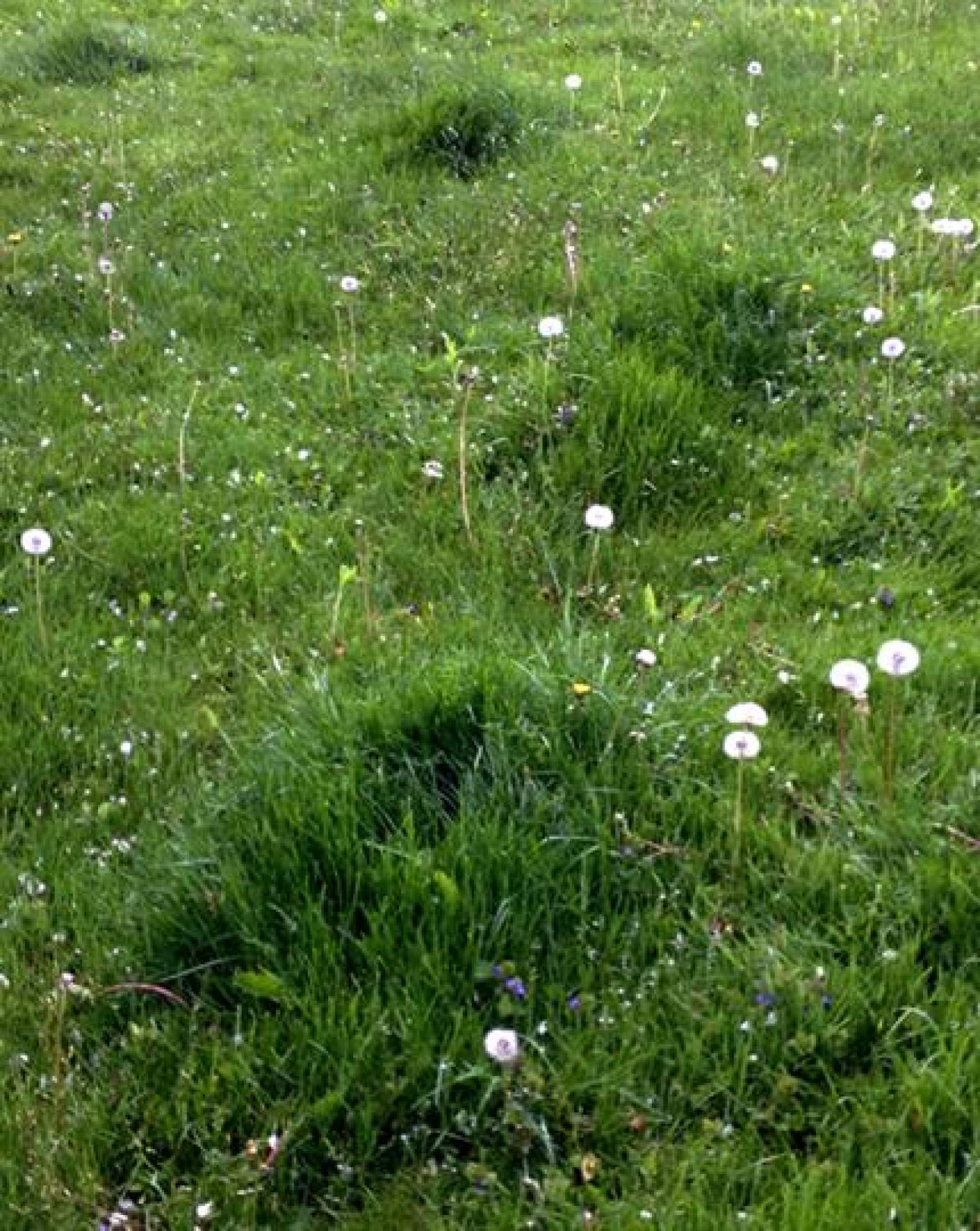 Dandelion Seed Heads in My Back Yard