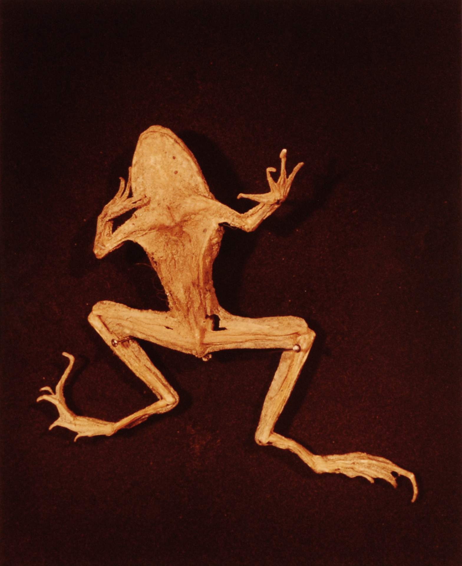 XI. Grassfrog (Rana pipiens)