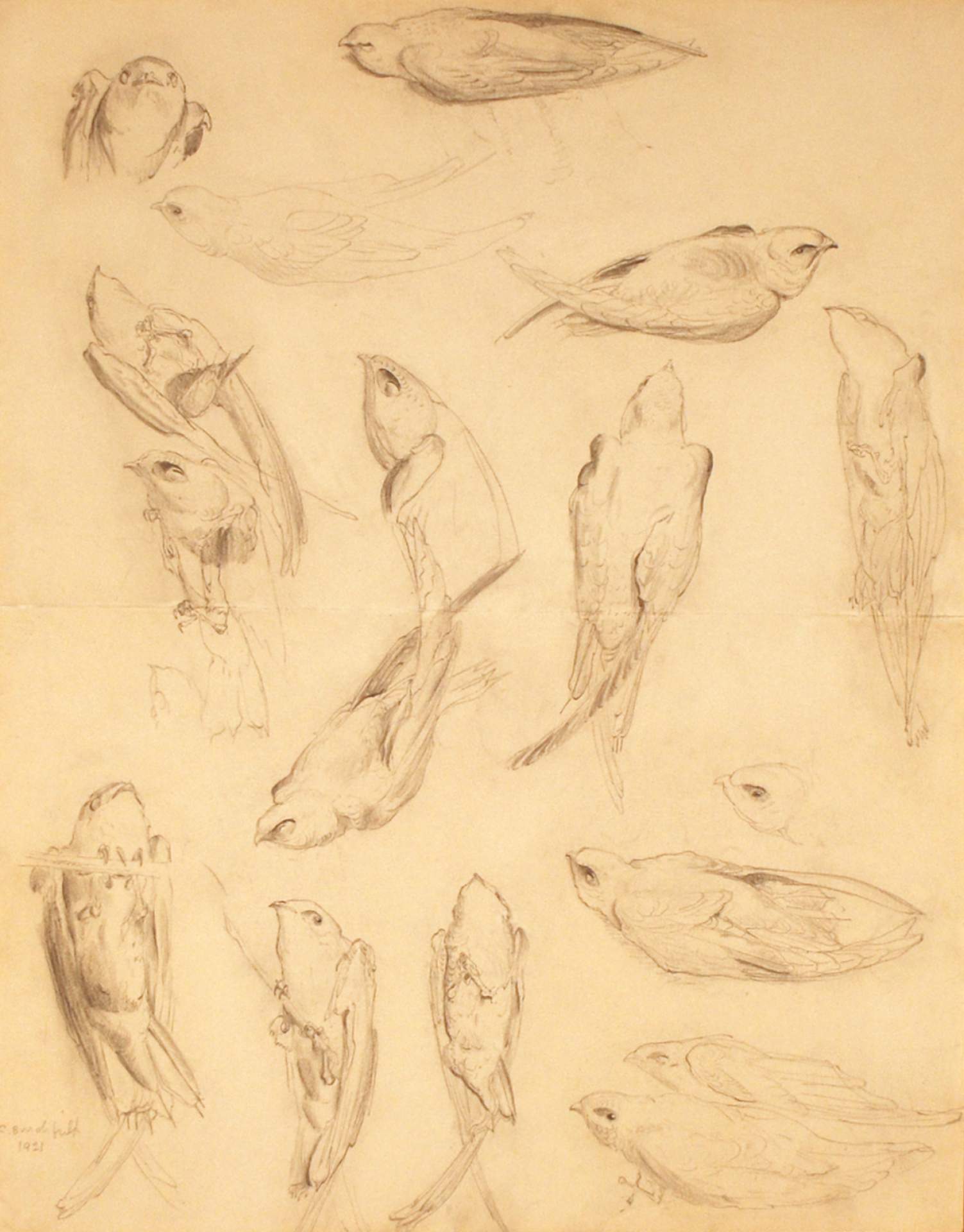 Studies of a Chimney Swift