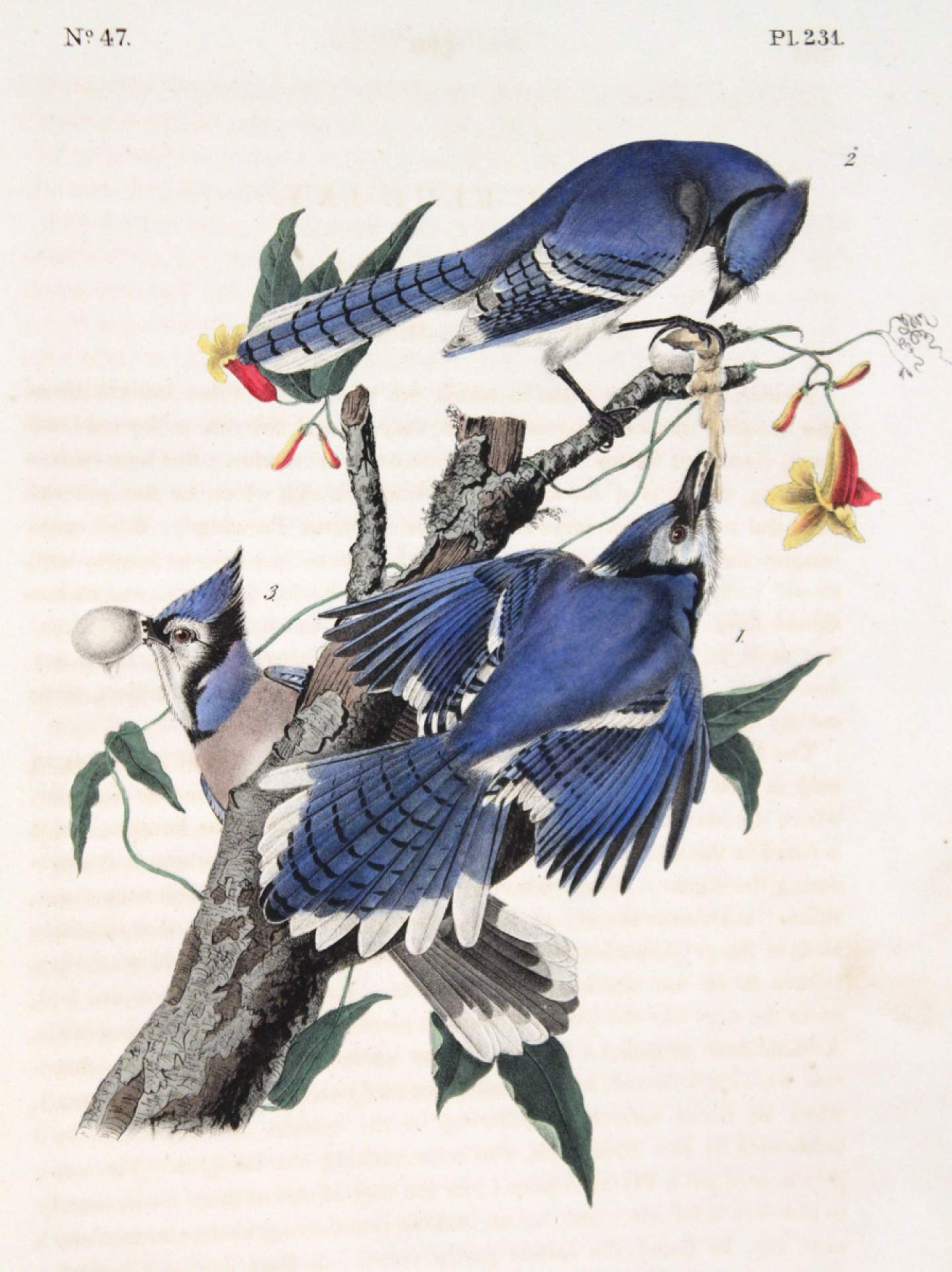 Blue Jay from The Birds in America
