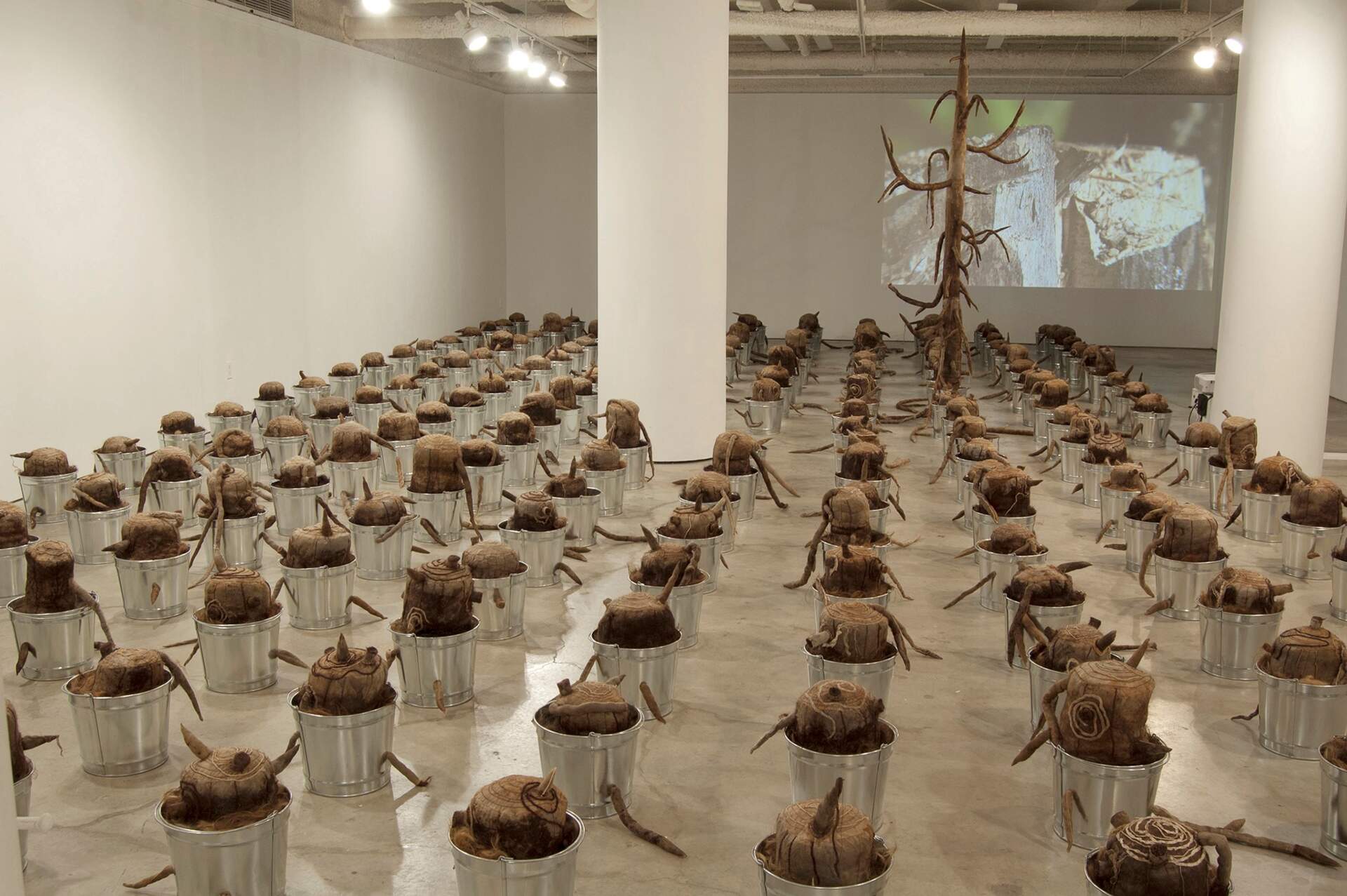 The Last Tree - Babs Reingold