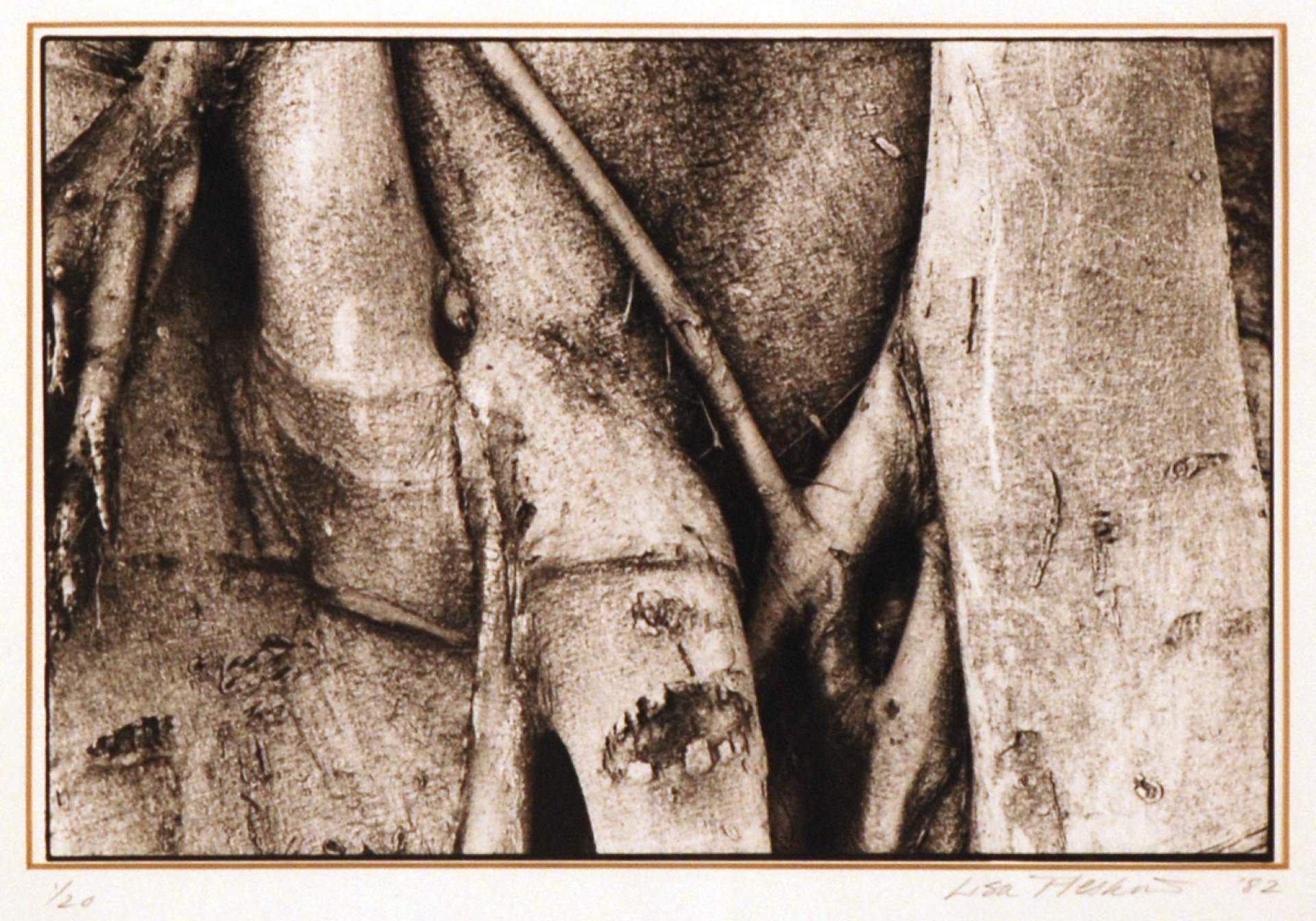 Ficus Religiosus - Herzelia Pituach [3]